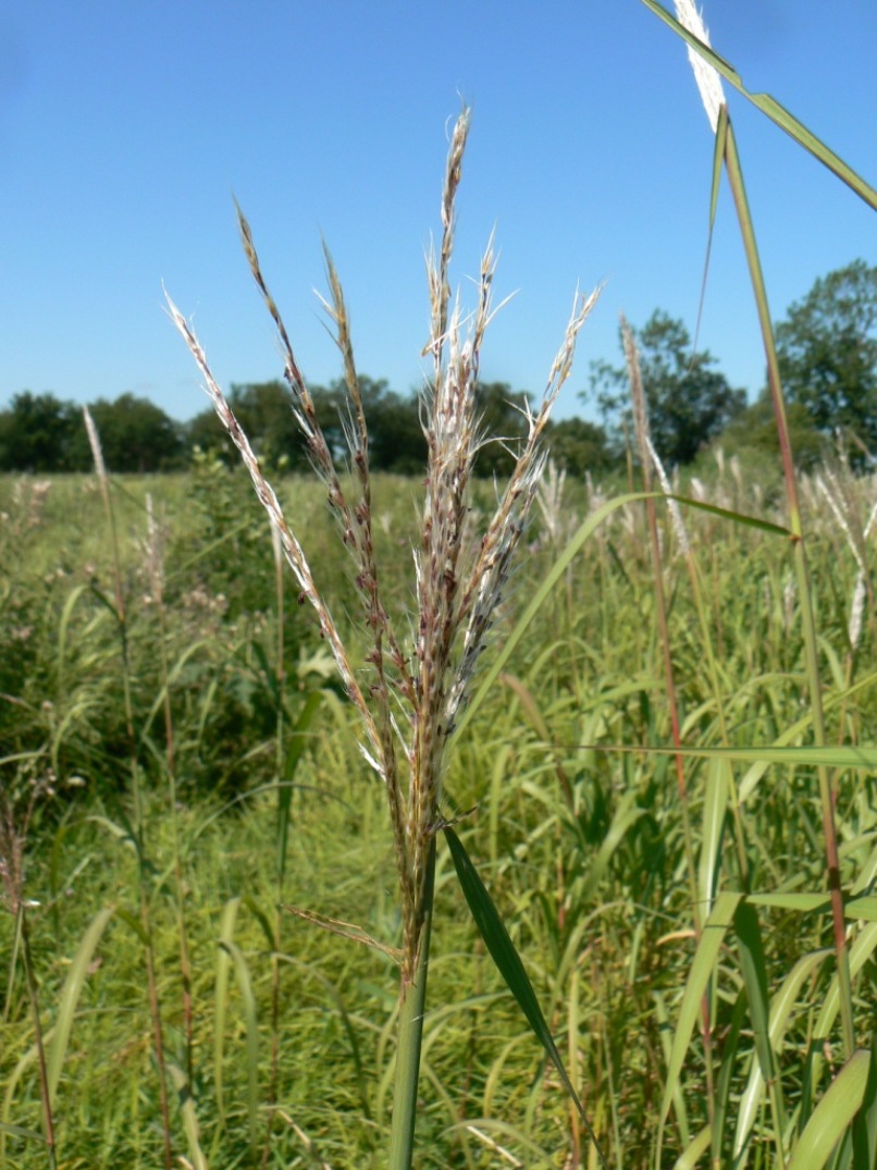 Изображение особи Miscanthus sacchariflorus.