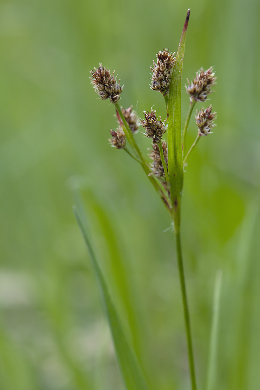 Image of Luzula pallescens specimen.