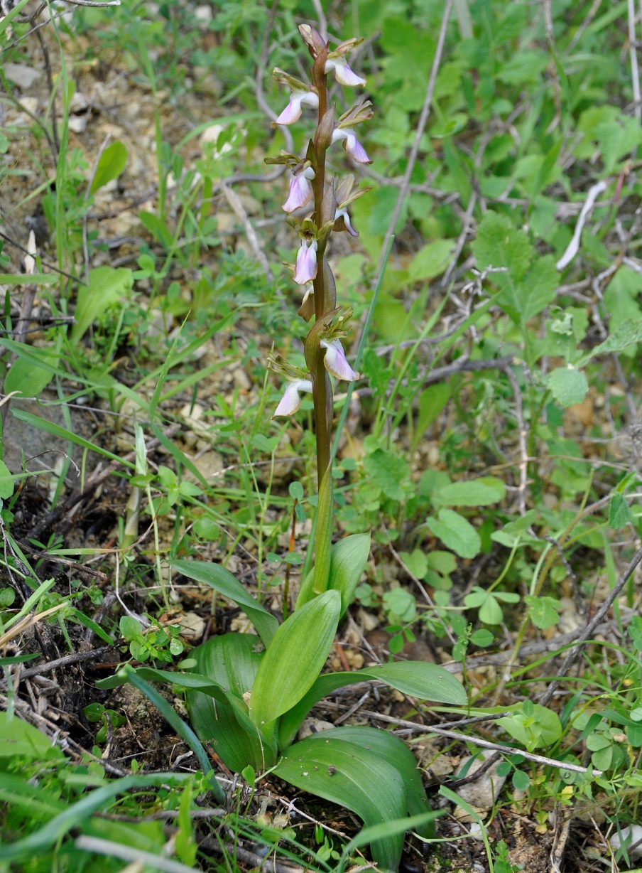 Image of Anacamptis collina specimen.