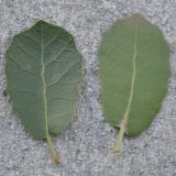 Quercus coccifera