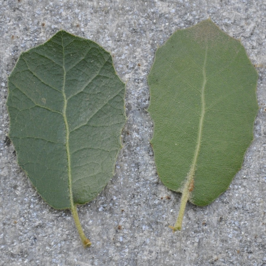 Изображение особи Quercus coccifera.