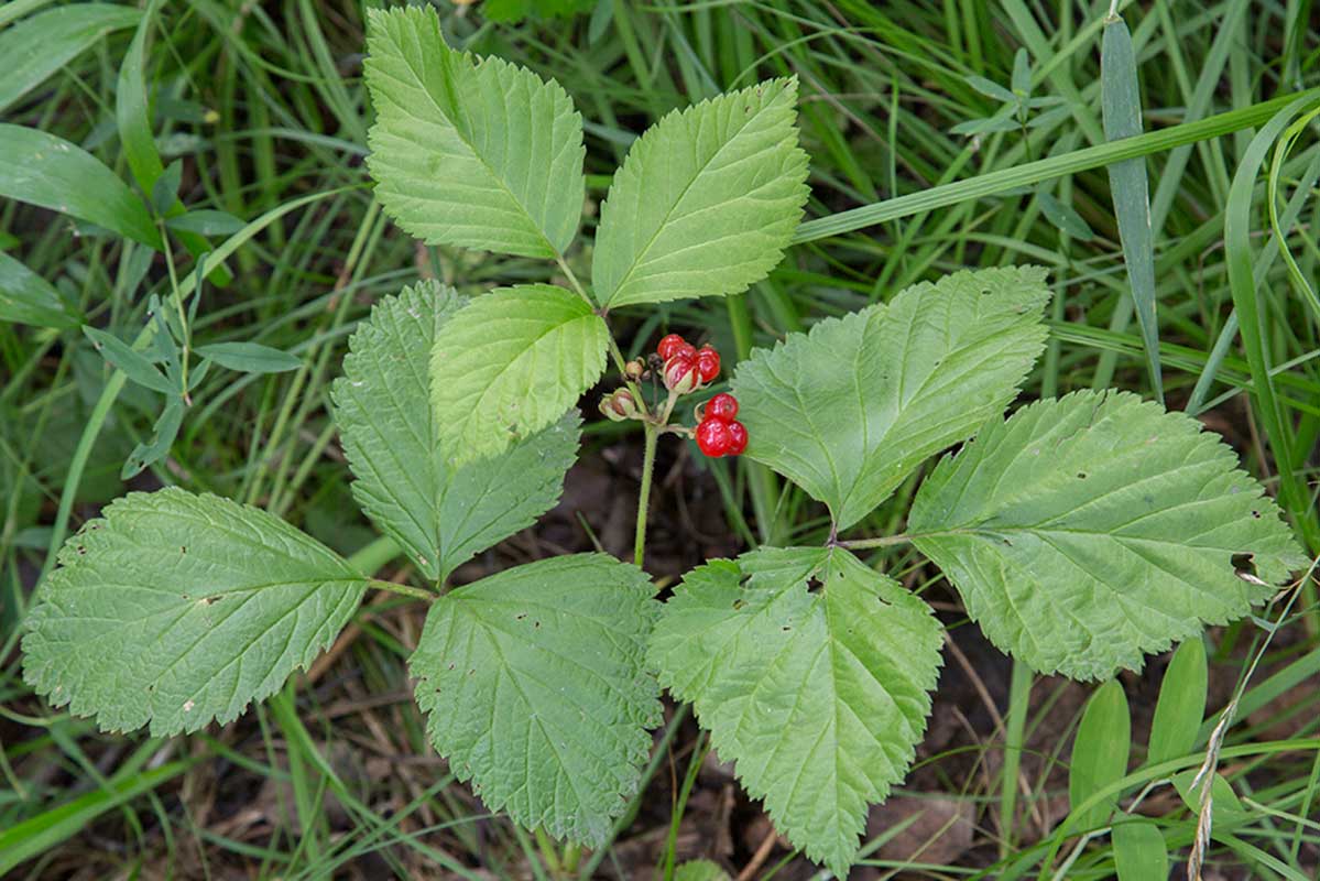 Изображение особи Rubus saxatilis.