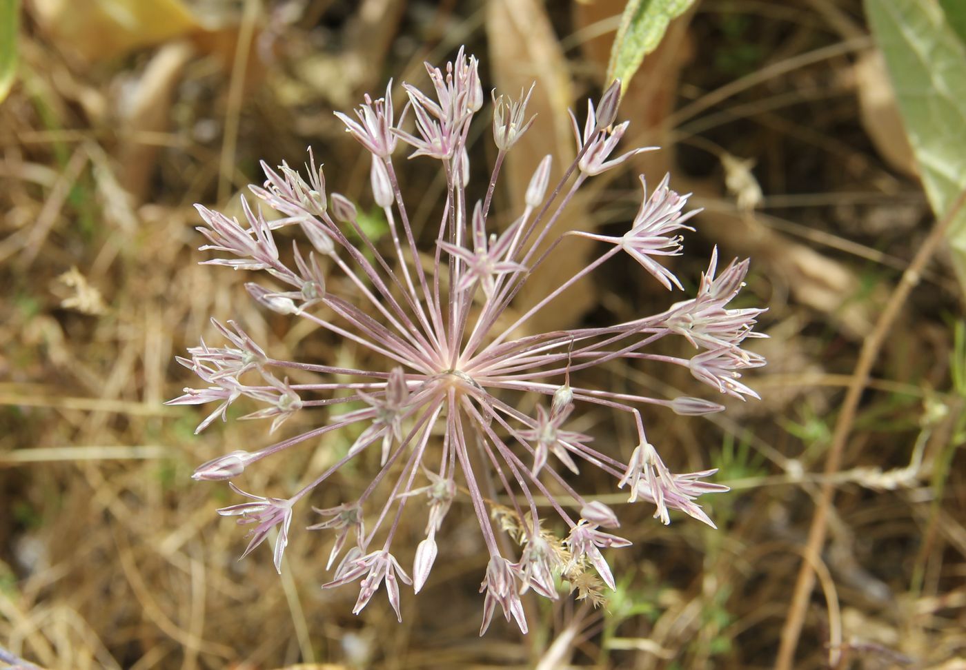 Изображение особи Allium bucharicum.