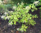 Hydrangea paniculata