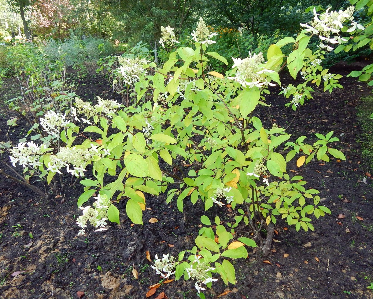 Image of Hydrangea paniculata specimen.