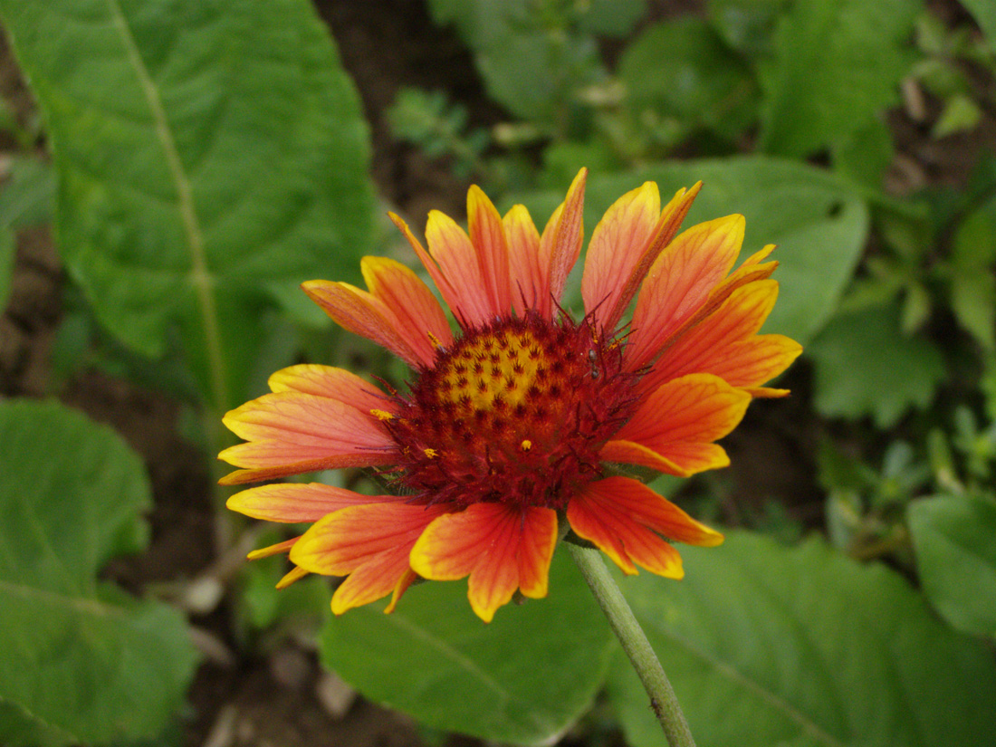 Image of Gaillardia aristata specimen.