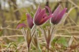 Pulsatilla × kissii. Верхушки цветущих растений. Приморский край, Уссурийский гор. округ, окр. с. Монакино, поляна на небольшой сопке. 30.04.2017.