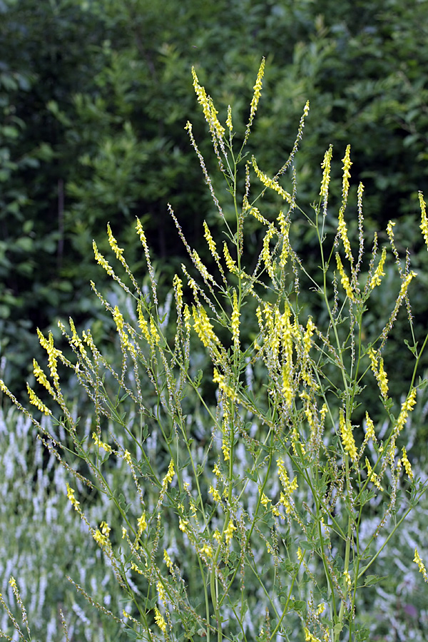 Изображение особи Melilotus officinalis.