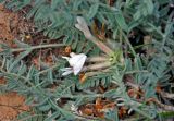 Astragalus testiculatus