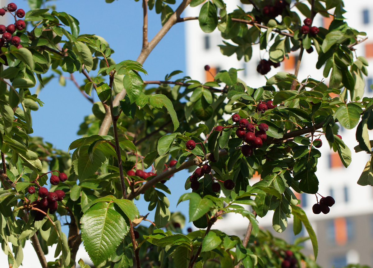 Изображение особи &times; Crataegosorbus miczurinii.