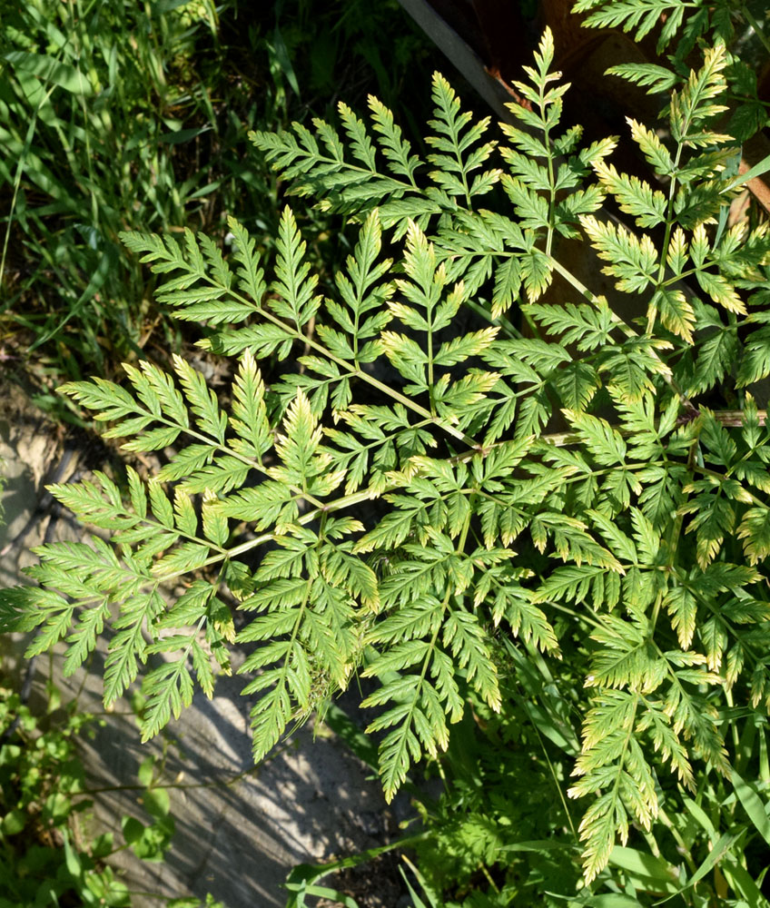 Image of Conium maculatum specimen.