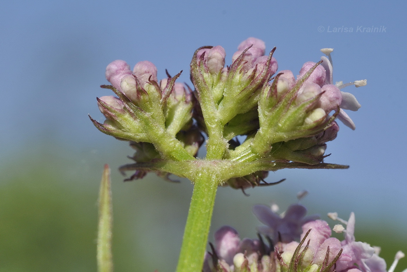 Image of Valeriana coreana specimen.