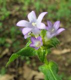 Campanula maleevii