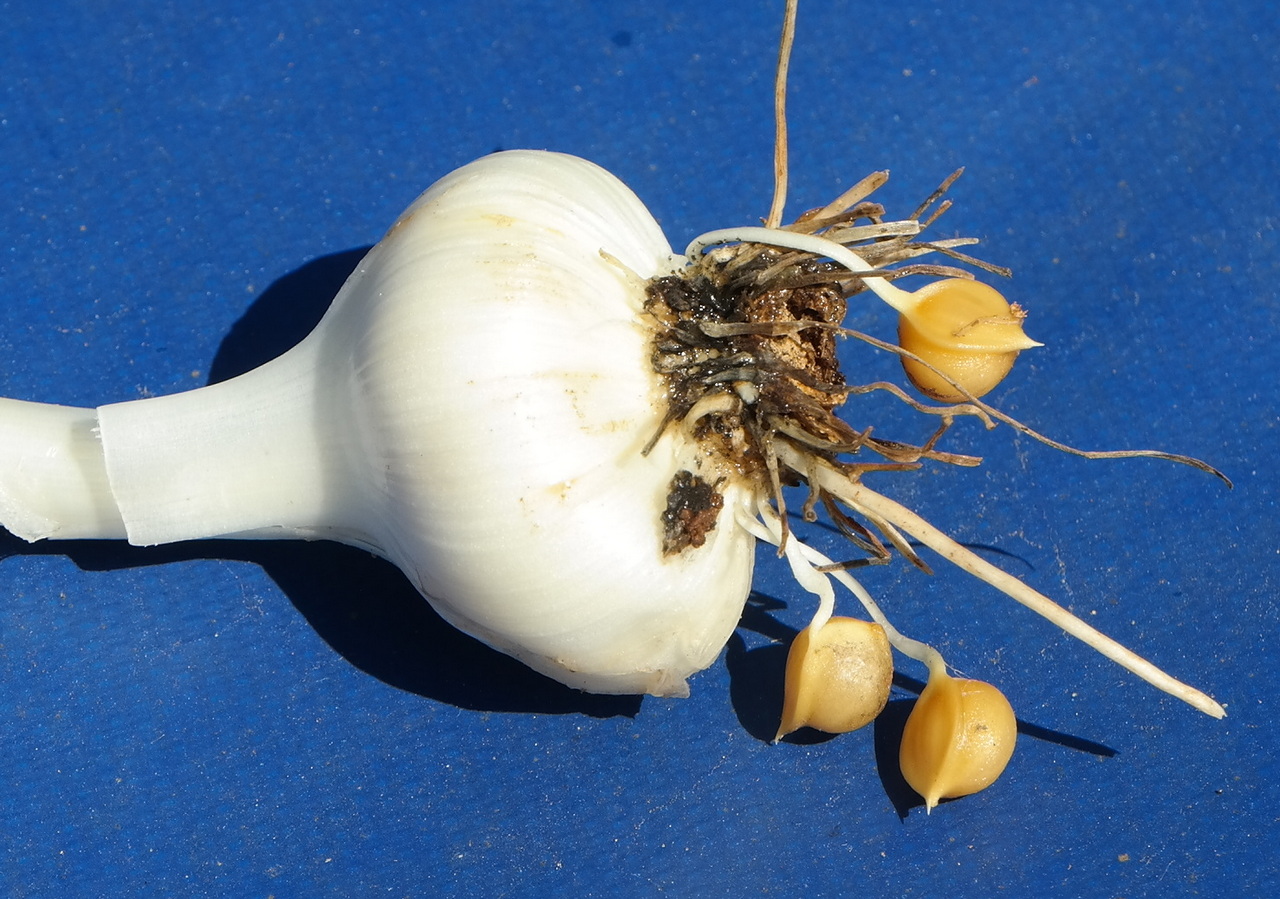 Изображение особи Allium ampeloprasum.