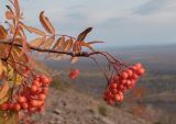 Sorbus sibirica. Верхушка плодоносящего побега. Красноярский край, г. Норильск, окр. р-на Талнах, на склоне горы. 13.09.2020.