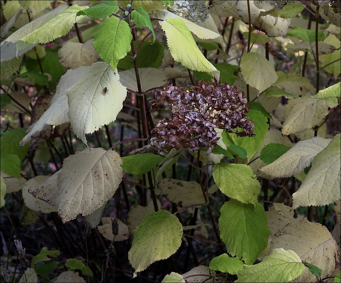 Image of Hydrangea arborescens specimen.