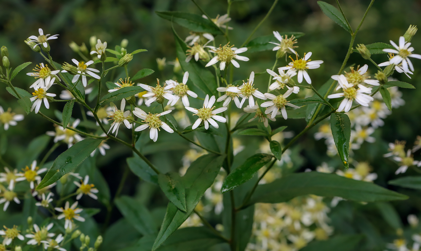 Image of Doellingeria umbellata specimen.