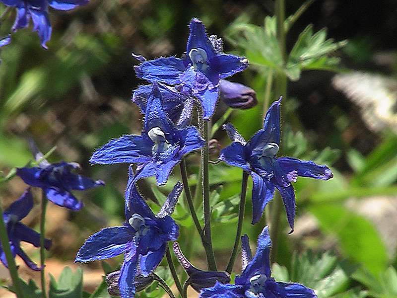 Изображение особи Delphinium brachycentrum ssp. beringii.