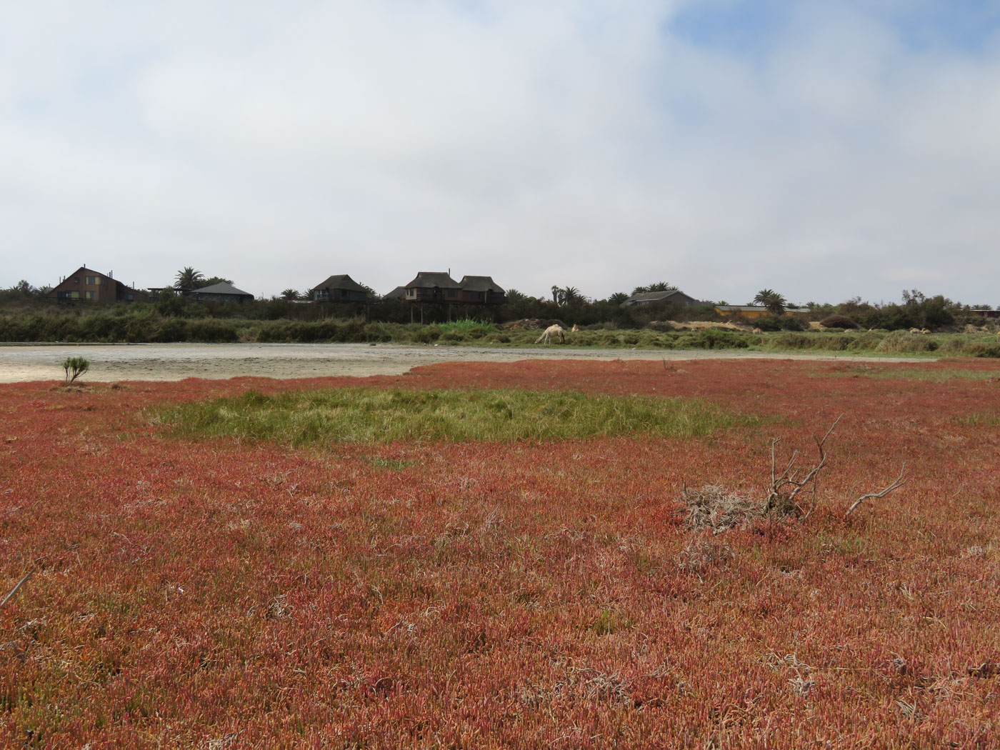 Image of Salicornia natalensis specimen.