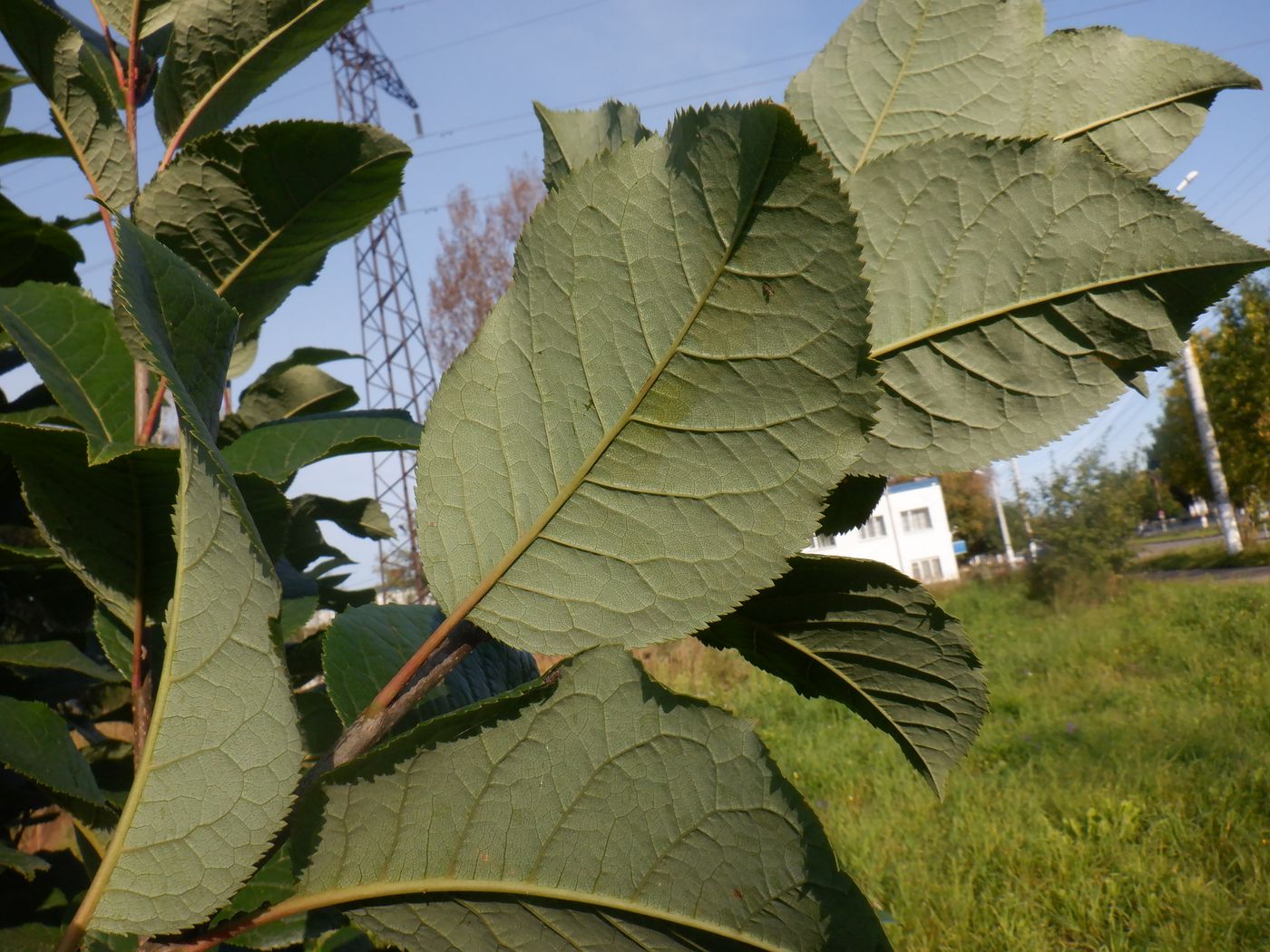 Изображение особи Padus virginiana.