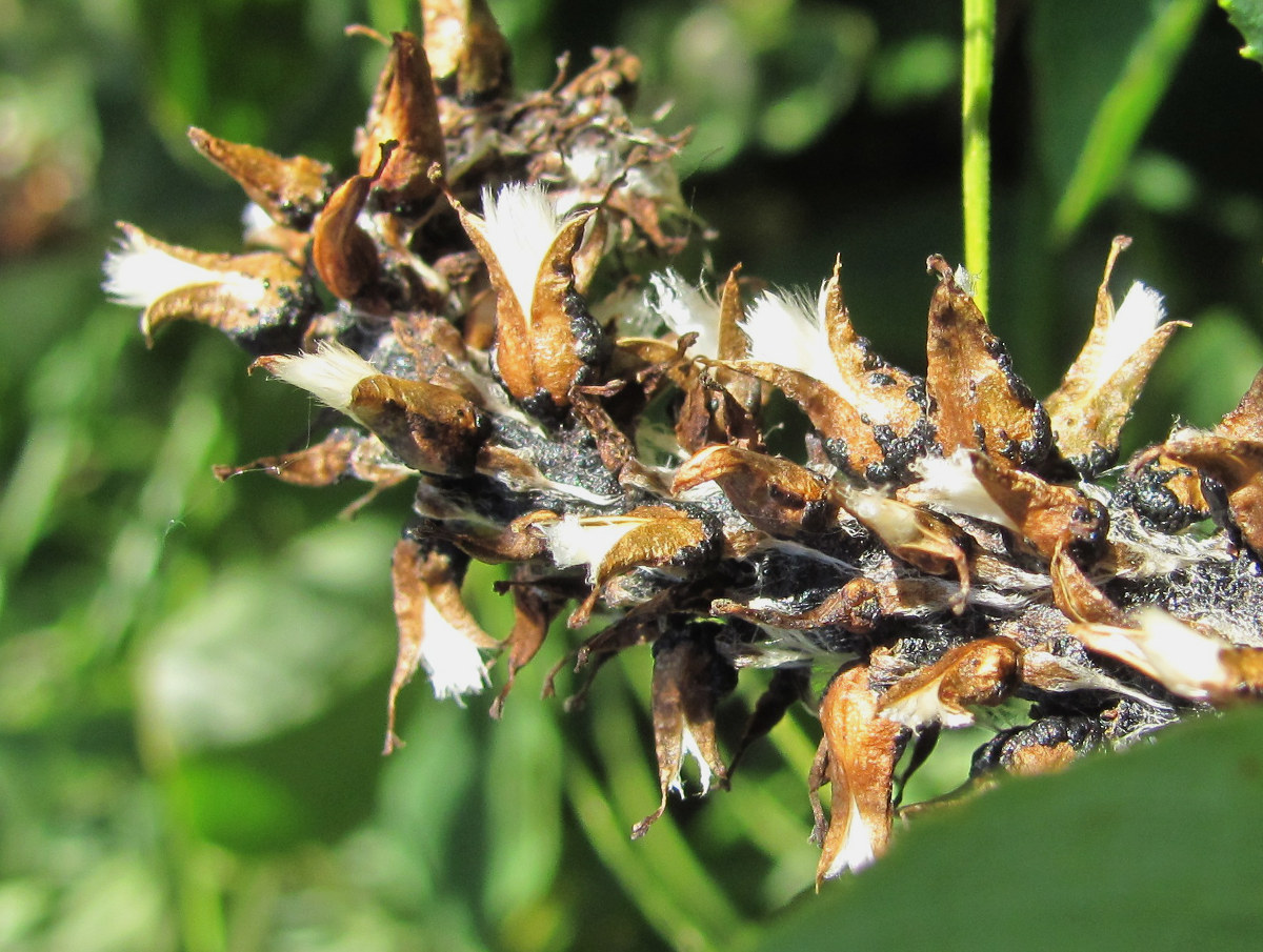 Image of Salix caucasica specimen.