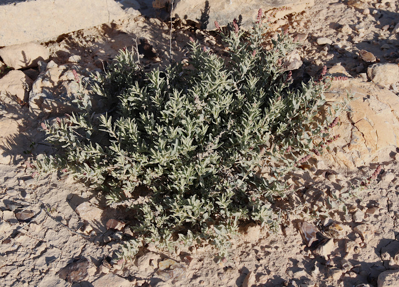 Image of Atriplex glauca specimen.