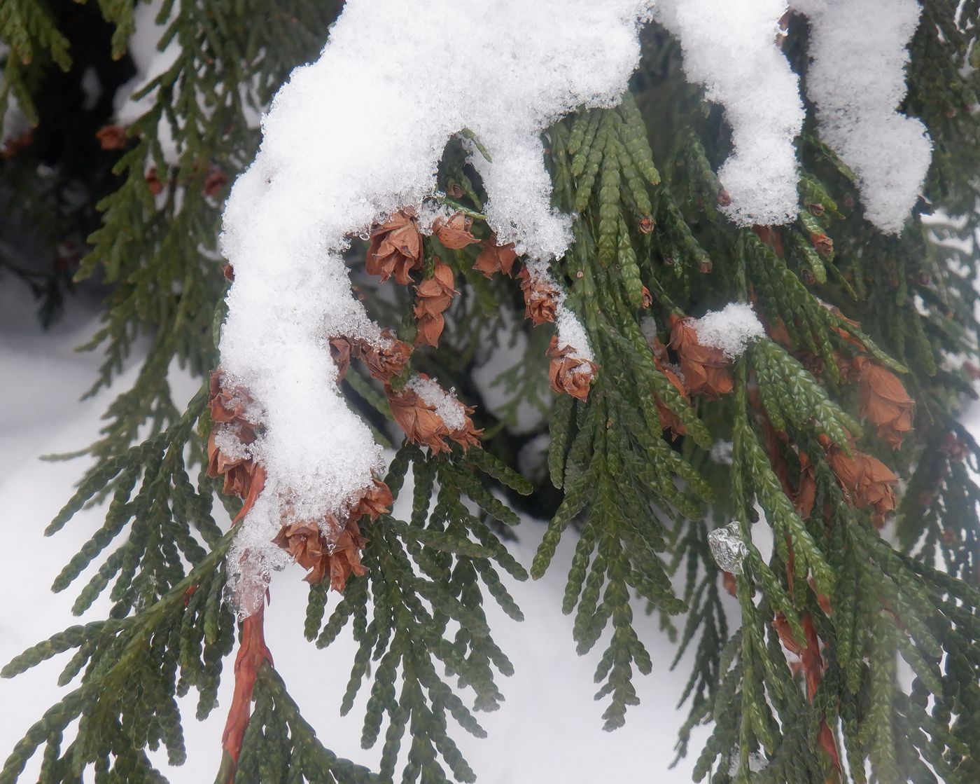 Image of genus Thuja specimen.