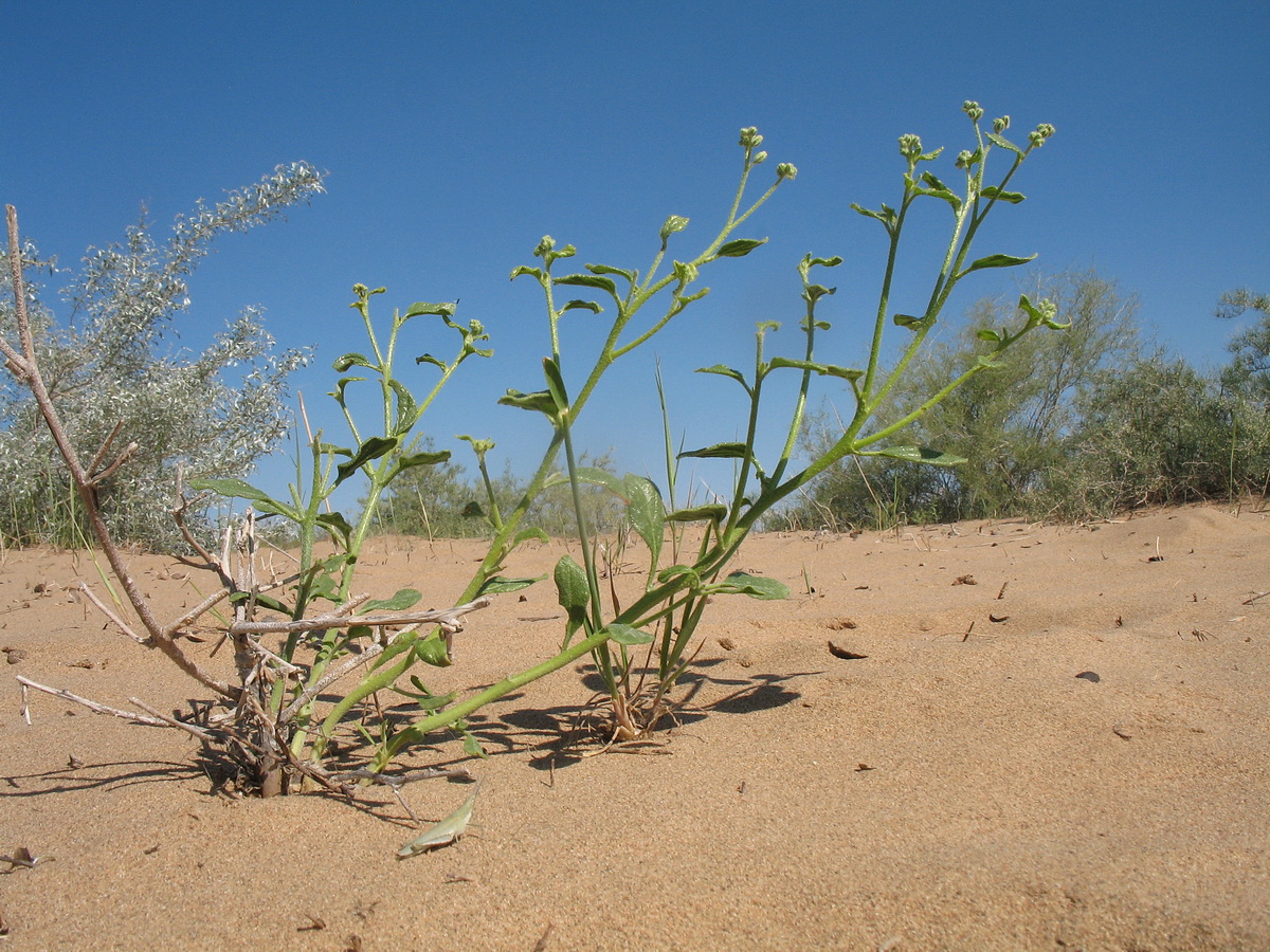 Изображение особи Heliotropium dasycarpum.