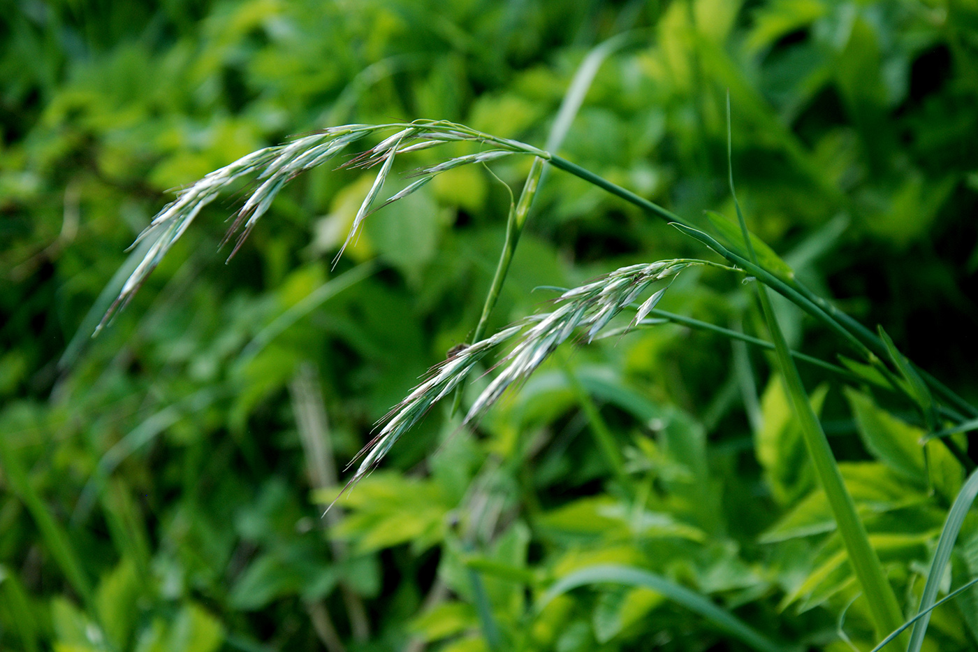 Изображение особи Helictotrichon pubescens.