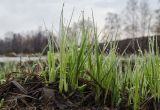 genus Carex