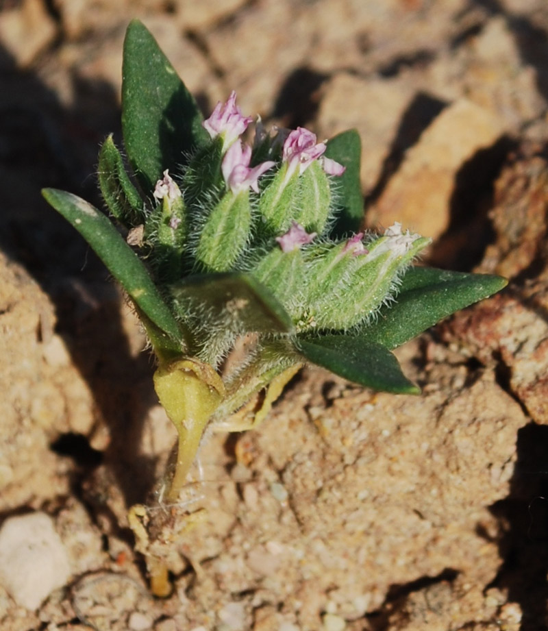 Изображение особи Saponaria spathulifolia.