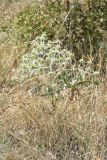 Eryngium campestre. Цветущее растение с притаившимся богомолом. Крым, ландшафтно-рекреационный парк «Лисья бухта — Эчки-Даг», остепнённый склон. 4 августа 2021 г.