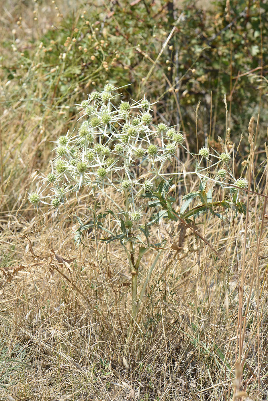 Изображение особи Eryngium campestre.