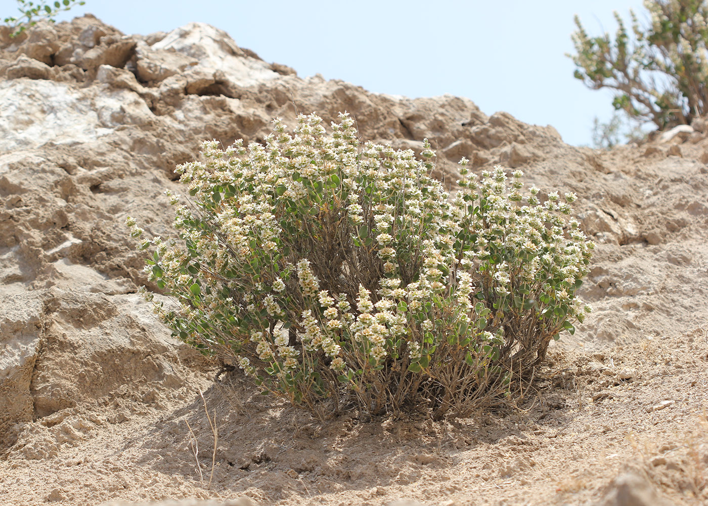 Image of Otostegia bucharica specimen.