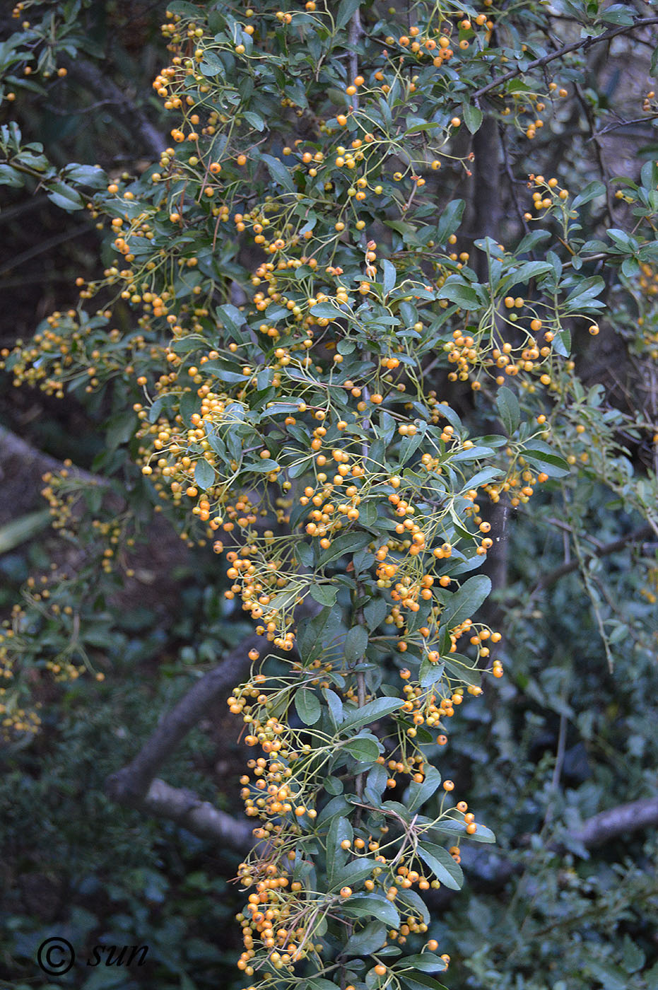 Изображение особи Pyracantha rogersiana.