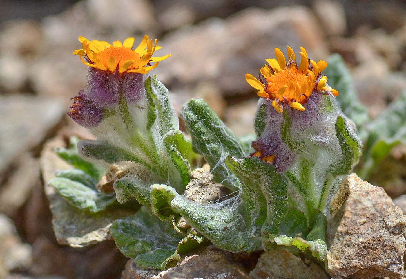 Image of Tephroseris karjaginii specimen.