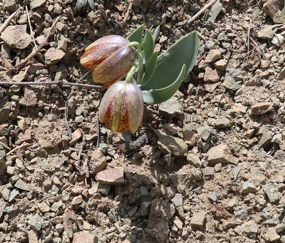 Image of Fritillaria kurdica specimen.