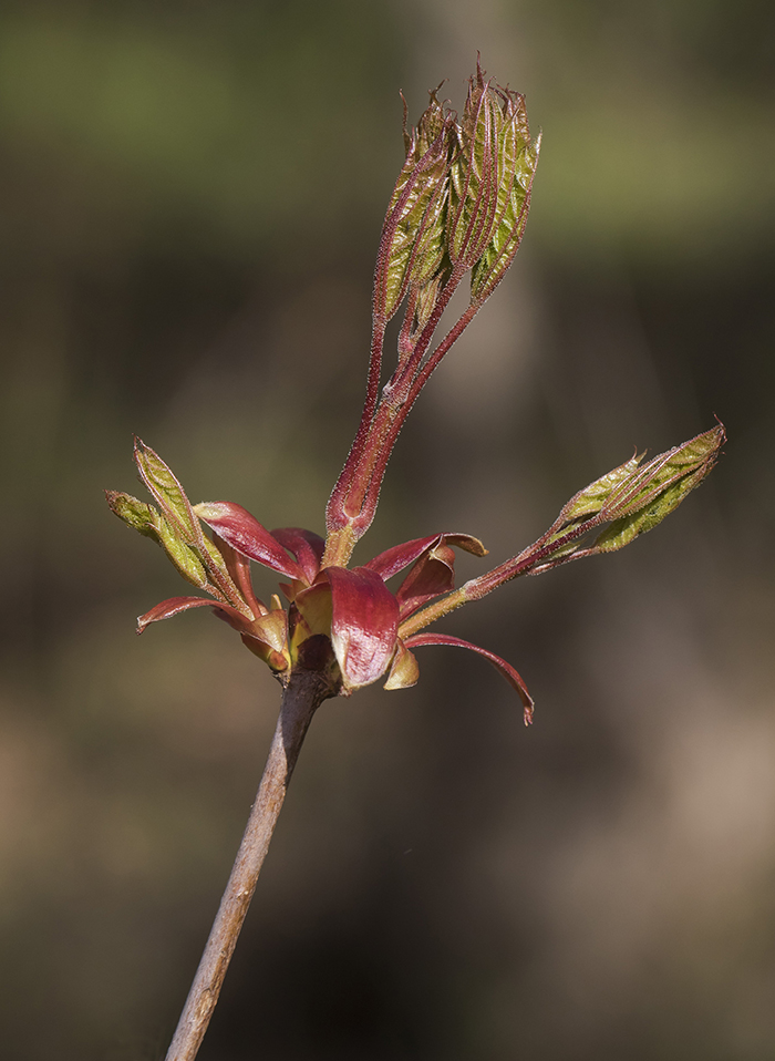 Image of Acer platanoides specimen.