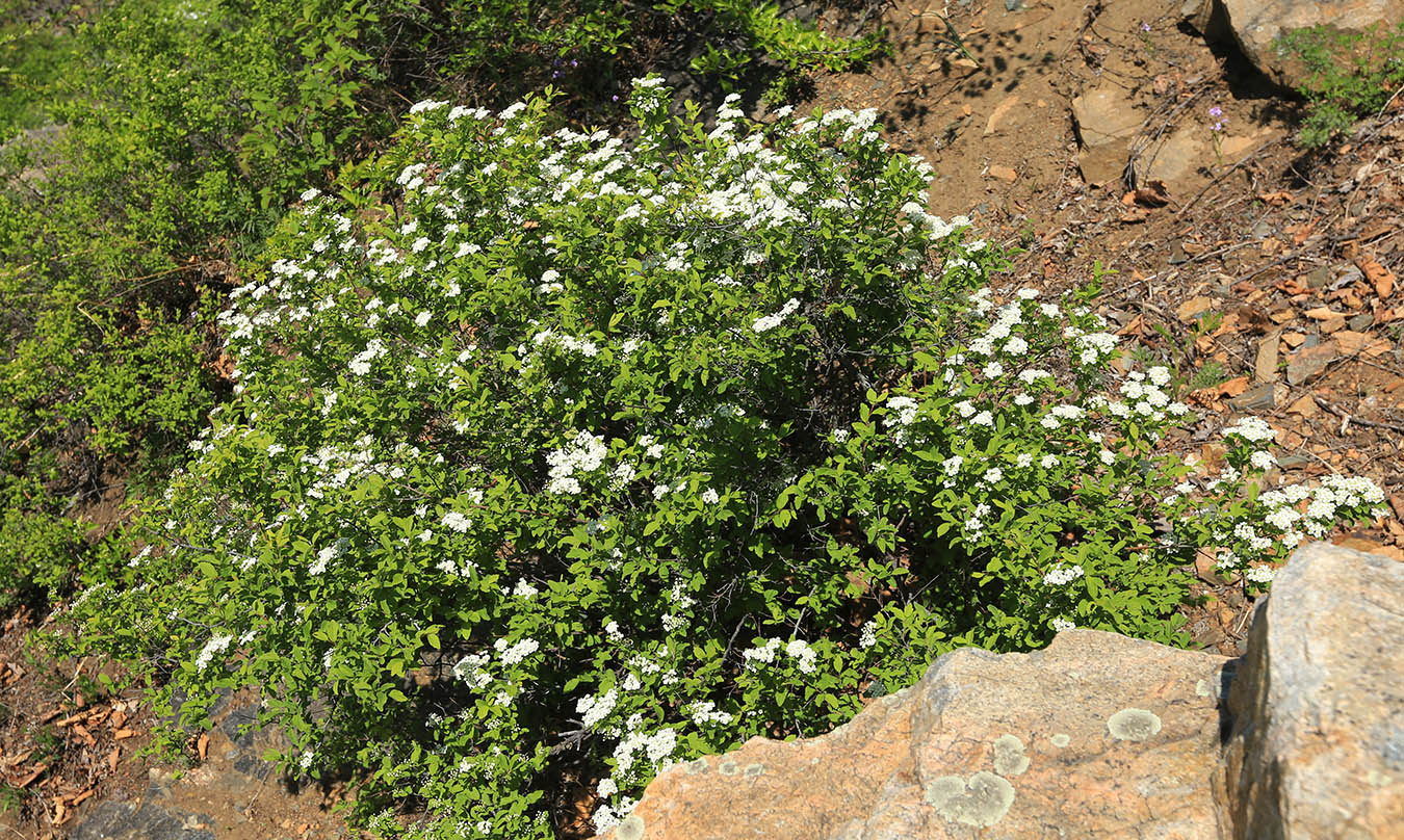 Image of Spiraea turczaninowii specimen.