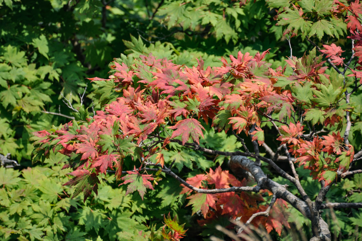 Image of Acer pseudosieboldianum specimen.