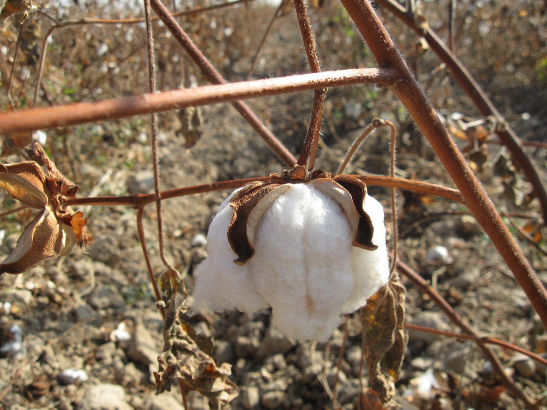 Image of Gossypium hirsutum specimen.