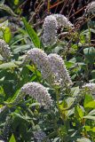 Lysimachia clethroides