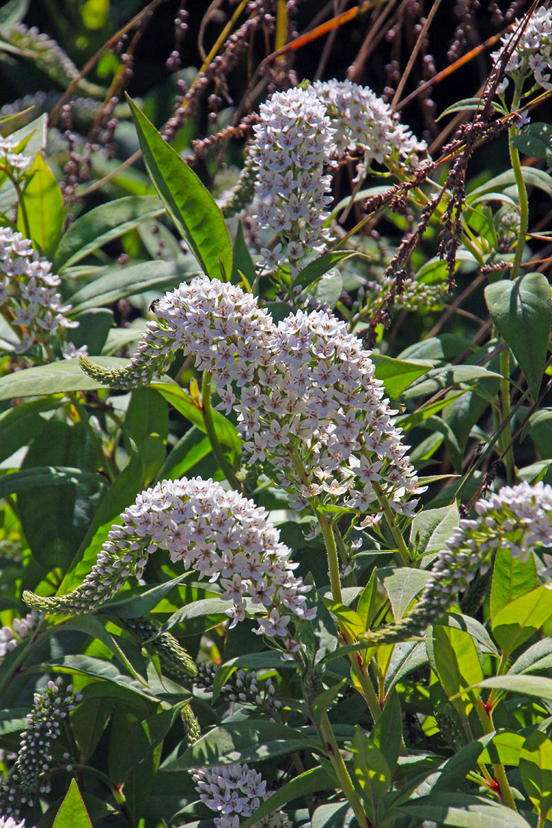 Image of Lysimachia clethroides specimen.