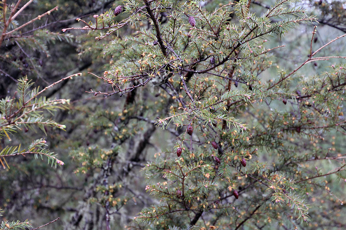 Image of genus Tsuga specimen.