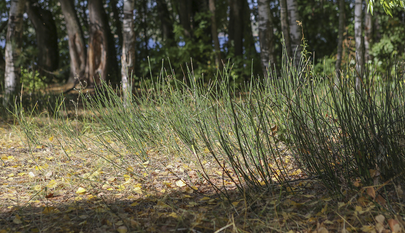 Image of Equisetum hyemale specimen.