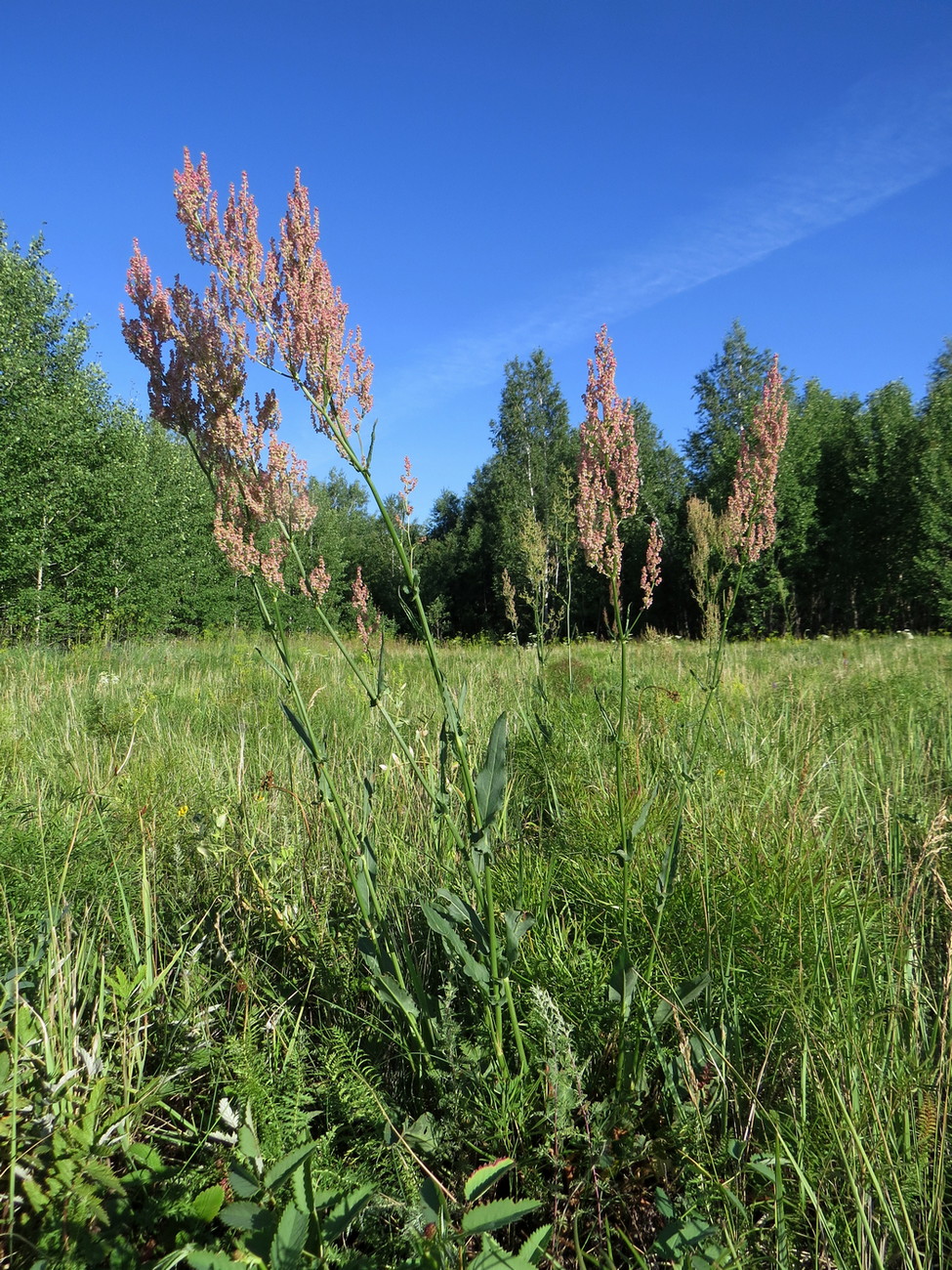 Image of Rumex thyrsiflorus specimen.