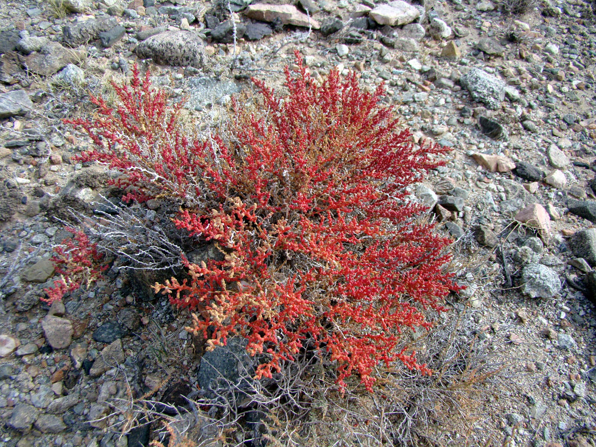 Image of Kalidium schrenkianum specimen.