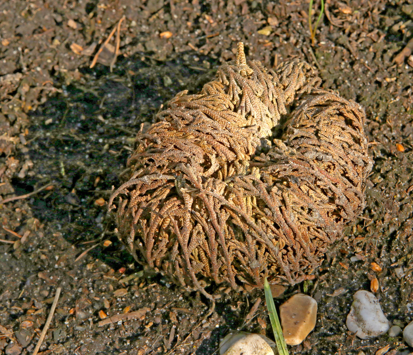 Изображение особи род Selaginella.