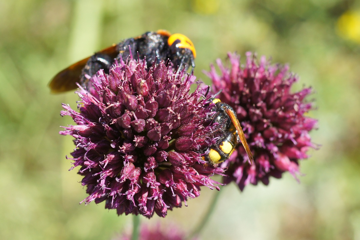 Изображение особи Allium sphaerocephalon.