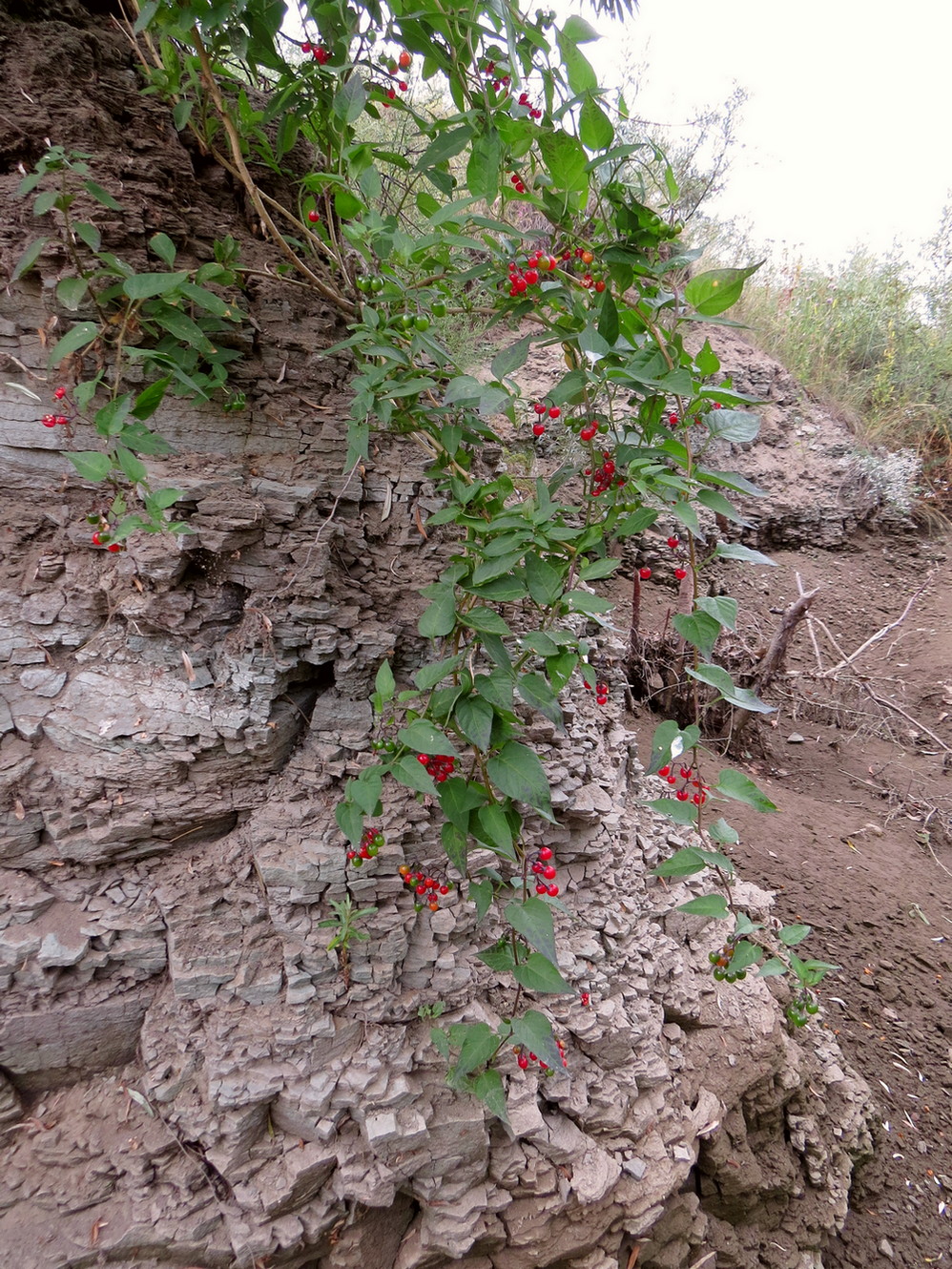 Image of Solanum kitagawae specimen.